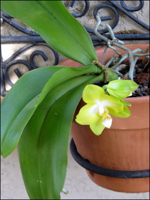 Moth orchid flower and foliage with brace roots showing