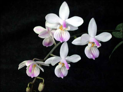 White moth orchids