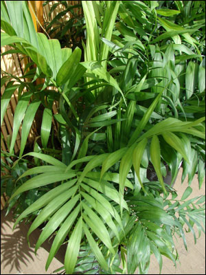 Parlor palm foliage