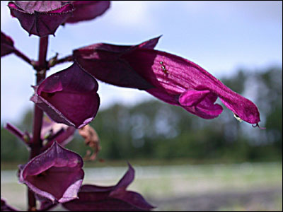 Close up of a purple salvia flower