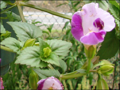 Torenia flower and foliage
