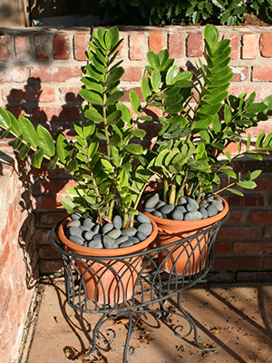 Two zz plants in containers on a patio in the sun