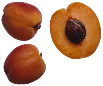 Apricot fruit cut open so that stone is visible