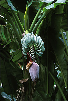 Another banana flower