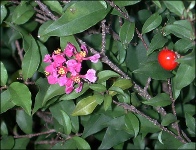Barbados cherry fruit and flower