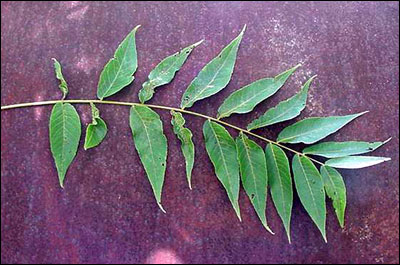 Black walnut foliage