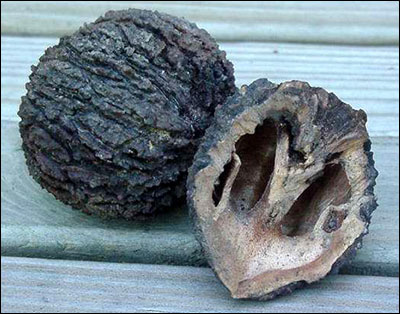 Shell of a black walnut