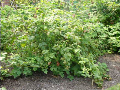 Blackberry plant
