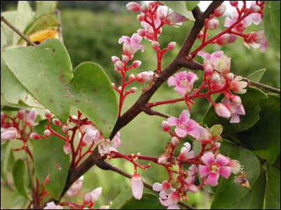 Carambola flower