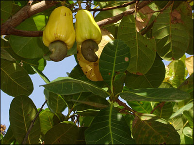 Cashew foliage and immature fruit