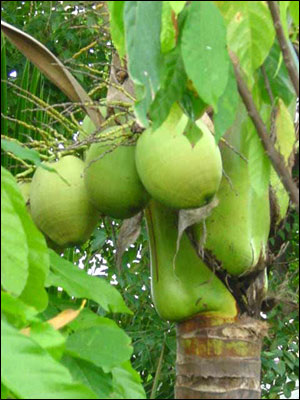 Immature coconut fruit on tree