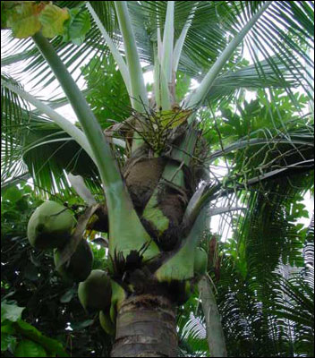 Closer view of coconut tree