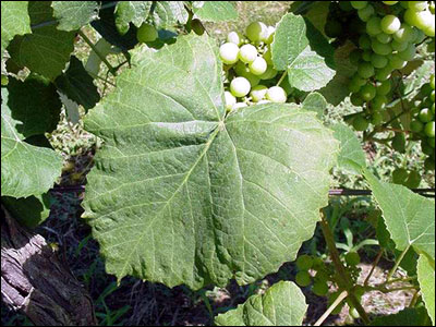 Foliage of grape plant
