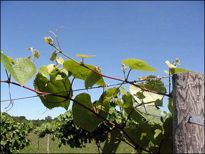 Close up of grape vine