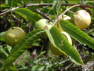 Unripened guavas hanging from branch