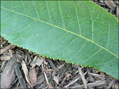 Hickory leaf close up