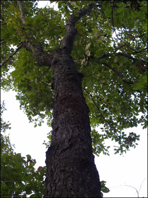 Looking up a hickory tree