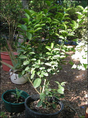 Key, or Mexican, lime tree