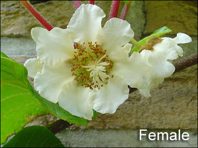 Female kiwi flower