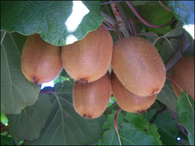 Kiwi fruit hanging from branch