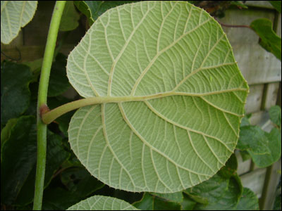Underside of kiwi plant's leaf