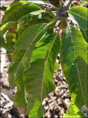 Foliage of mango tree