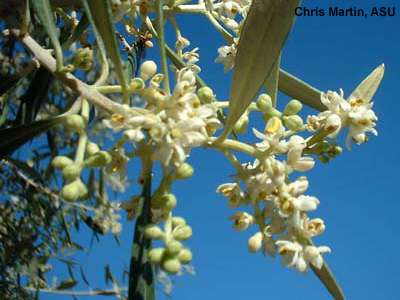 the male flowers of an olive tree