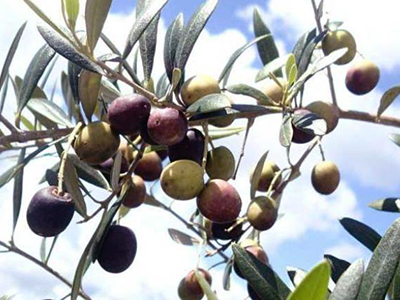 Fruit of olive tree