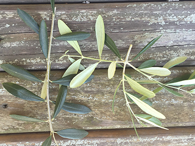 better view of olive leaves