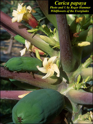 Papaya female flower 