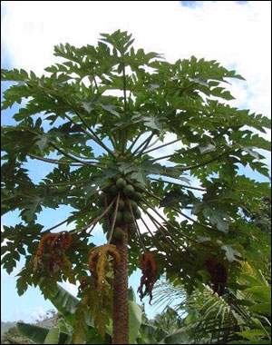 Papaya tree