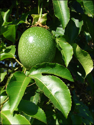 Passion fruit green on vine with leaves
