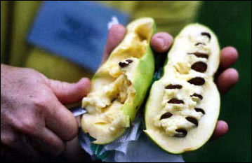A pawpaw fruit being cut open