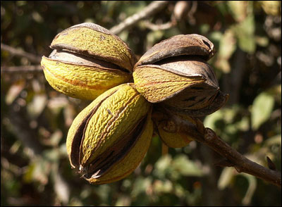 Pecans with husks opening