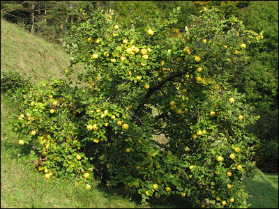 Quince plant