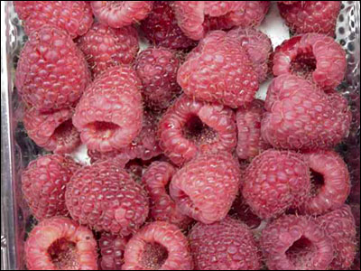 Picked raspberries showing their hollow core