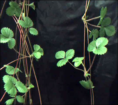 Stolons of strawberry plants