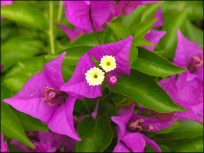 Colorful bracts and tiny flowers of bougainvillea