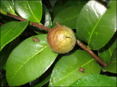 Camellia seed pod