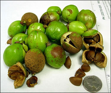 Camellia seed pods and seeds