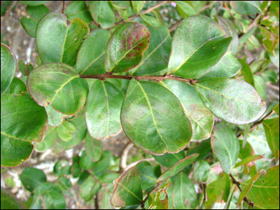 Foliage of crapemyrtle