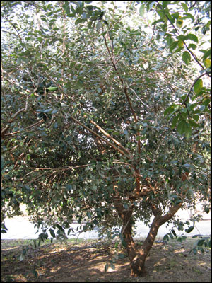 Feijoa plant