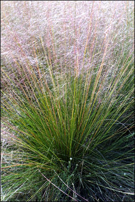 Green foliage of Muhly grass
