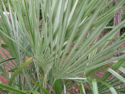 Needle palm foliage, Susan Wildes