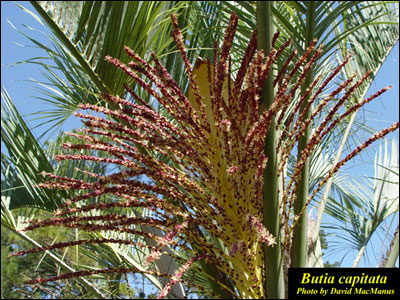 Pindo palm flower
