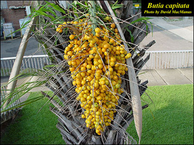 Pindo palm fruit
