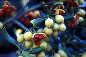 Fruit of pittisporum