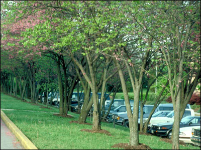 Redbud trees lining a street