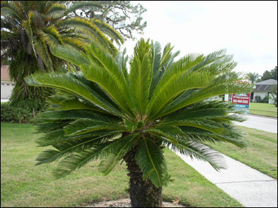 Sago palm in yard