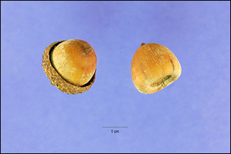 Acorns of the Shumard oak